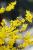 Forsythie 'Weekend®' - Forsythia intermedia