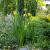 Schwertlilie Iris - pseudacorus