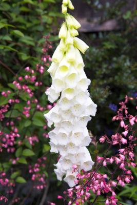 Fingerhut Digitalis  - purpurea 'Alba'