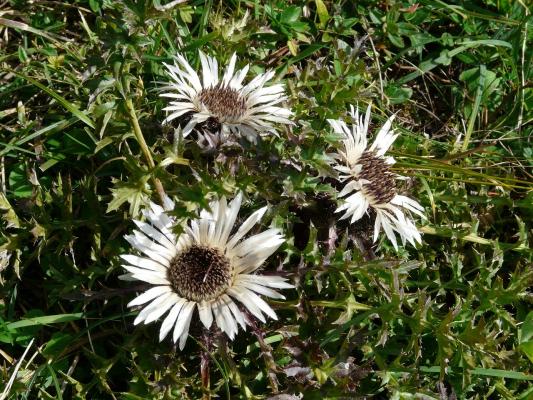 Silberdistel Carlina - acaulis