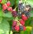 Brombeere 'Navaho®' Rubus fruticosus