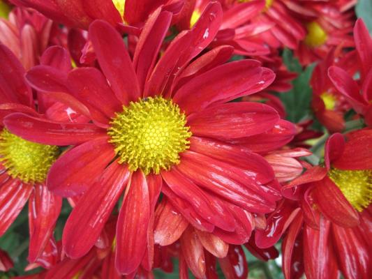 Margerite Chrysanthemum  - x hortorum 'Burgzinne'