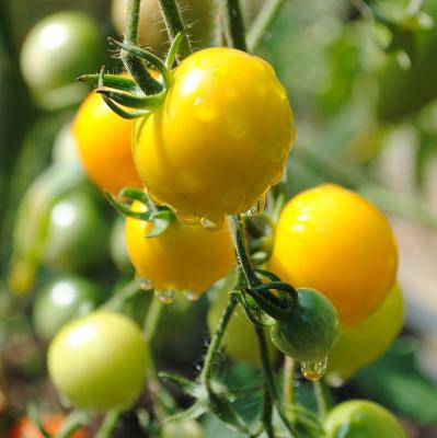 Gelbfruchttomate Lycopersicon esculentum Goldene Königin