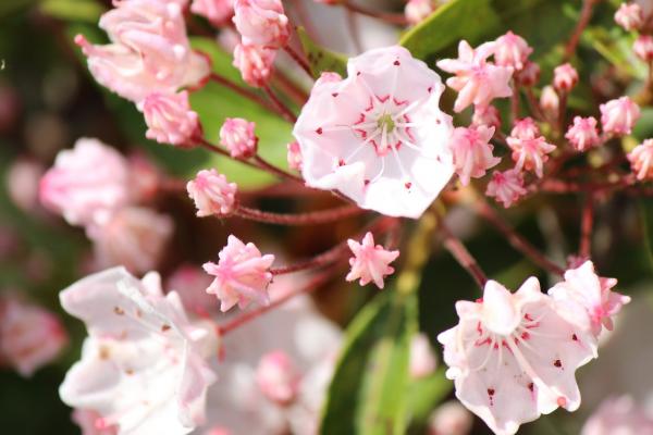 Berglorbeer / Lorbeerrose - Kalmia latifolia