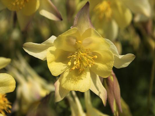 Akelei Aquilegia - flabellata 'Spring Mag.Yellow'