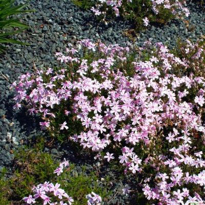 Flammenblume Phlox - subulata 'Candy Stripes'