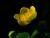 gelbe Sumpfdotterblume Caltha palustris