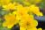 gelbe Sumpfdotterblume Caltha palustris