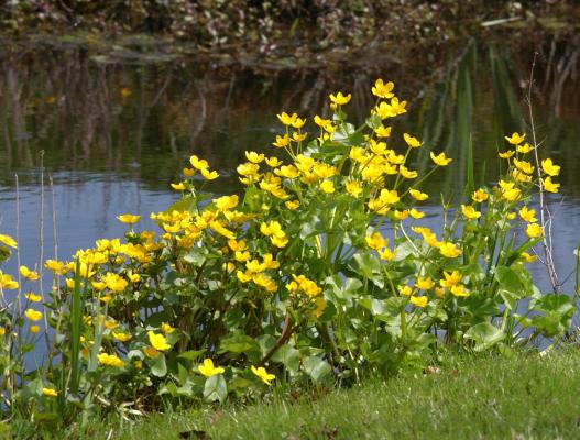 gelbe Sumpfdotterblume Caltha palustris