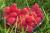 Himbeere 'Malling Promise' Rubus idaeus