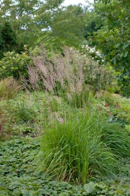 Milium ( Gold-Wald-Hirse ) - effusum 'Aureum'