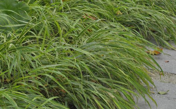 Hakonechloa ( Japangras ) - macra 'Albostriata'