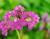 Bergenie  - cordifolia Rotblum