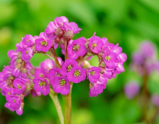 Bergenie  - cordifolia 'Rotblum'