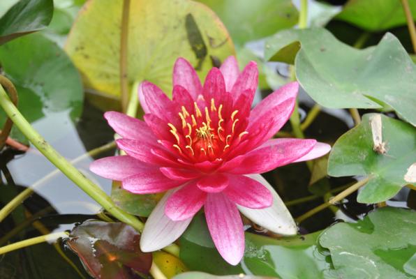 Zwergseerose rot Nymphaea pygmaea rubra