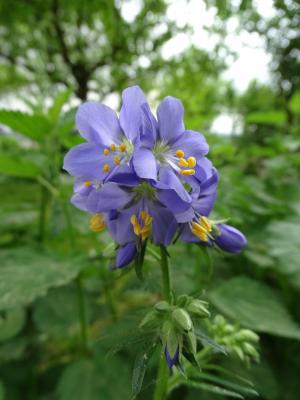 Himmelsleiter Polemonium  - caeruleum