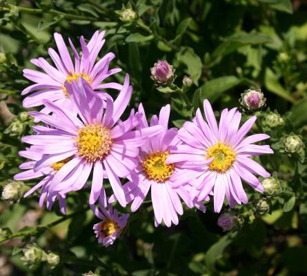 Berg-Aster - amellus 'Rosa Erfüllung'