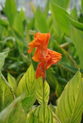 Canna bunt, gestreift Canna indica 'Pretoria'