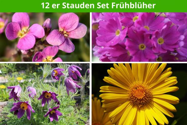 12 er Stauden-Set 'Frühlingsblüher'