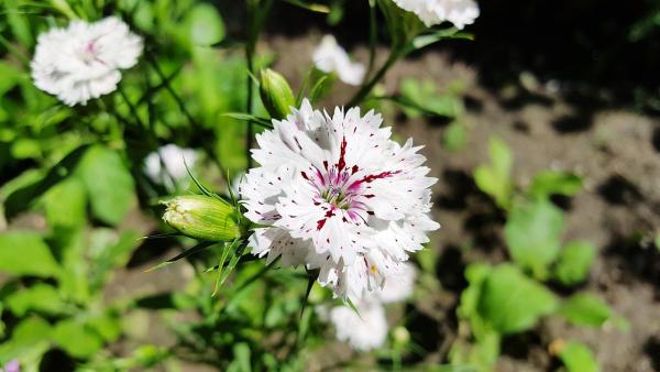 Heidenelke Dianthus - deltoides 'Albus'