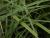 Carex  ( Segge ) - morrowii