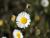 Feinstrahlaster Erigeron - karvinskianus weiß