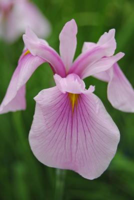 Sumpf-Schwertlilie 'Rose Queen' Iris laevigata
