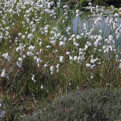 schmalblättriges Wollgras Eriophorum angustifolium