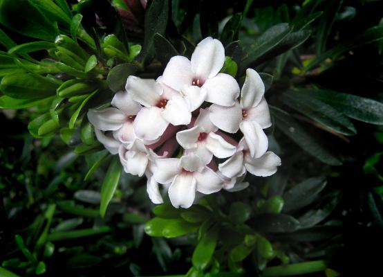 Daphne 'Perfume Princess'