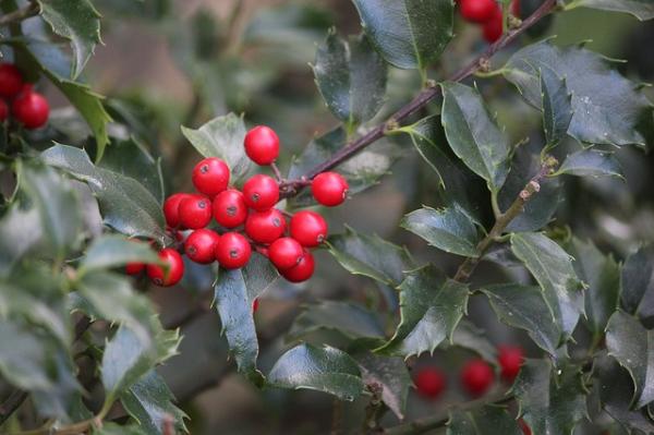 Ilex crenata Dark Green