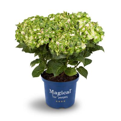 Magical Noblesse® Hortensie