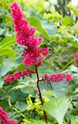 Prachtspiere Astilbe  - x arendsii 'Glut'