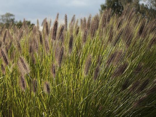 Pennisetum ( Lampenputzergras ) - alopecuroides var. viridescens