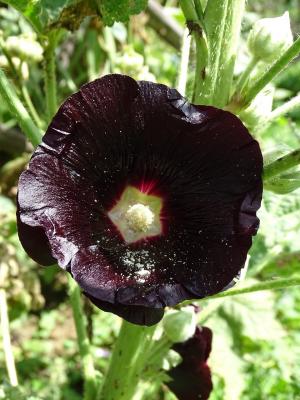 Stockrose Alcea - rosea Spotlight Series 'Blacknight'