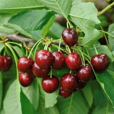 Süßkirsche 'Hedelfinger Riesenkirsche' Prunus avium