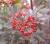 Blasenspiere 'Diabolo'  - Physocarpus opulifolius