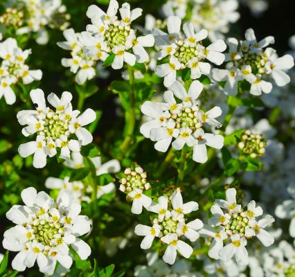 Schleifenblume Iberis  - sempervirens 'Schneeflocke'