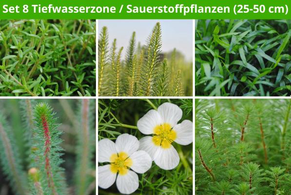 6 er Sortiment Tiefwasserzone/Sauerstoffpflanzen (25 - 50 cm)