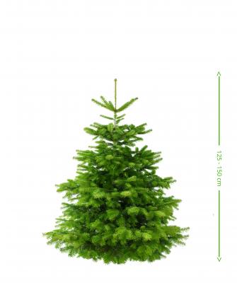 Weihnachtsbaum Nordmann  Premium Qualität - frisch geschlagen 125 - 150  cm