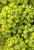 Wolfsmilch Euphorbia giftig  - myrsinites giftig