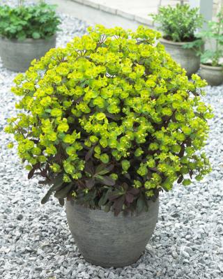 Wolfsmilch Euphorbia giftig  - myrsinites giftig