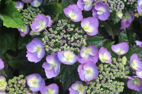 Hydrangea 'Flair & Flavour' Blueberry Cheesecake®