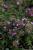 Thymian Thymus - serphyllum 'Coccineus'