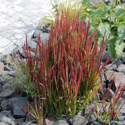 Japanisches Blutgras Imperata cylindrica 'Red Baron'