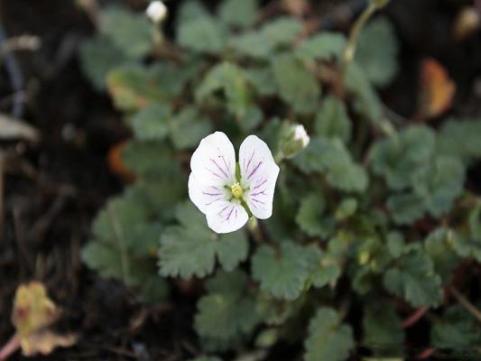 Garten Reiherschnabel Erodium - x variabile 'Album'