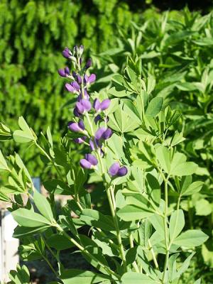 Färberhülse Baptisia - australis