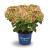 Magical Greenfire® Hortensie