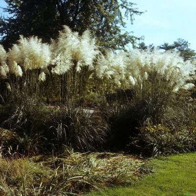 Cortaderia ( Pampasgras ) - selloana 'Sunningdale Silver'