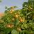 Himbeere 'Golden Everest' Rubus idaeus
