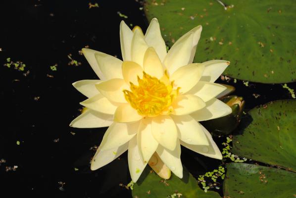 Seerose Nymphaea Joey Tomocik